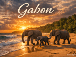 62.Gabon Travel Guide History, Culture, Tourism & Attractions Gabon Loango National Park elephants on beach wildlife