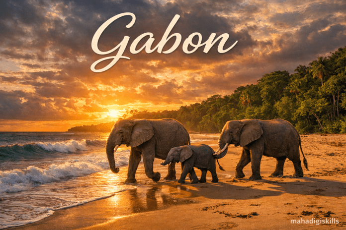 Gabon Loango National Park elephants on beach wildlife