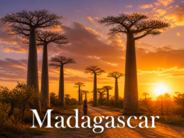 Madagascar baobab trees avenue sunset dramatic sky landscape scenic view